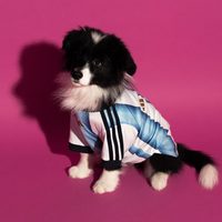 88VIP：adidas 阿根廷队世界杯宠物球衣狗狗猫咪衣服新款adidas阿迪达斯三叶草