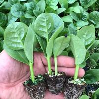 玥缪 大叶木耳菜苗 10棵