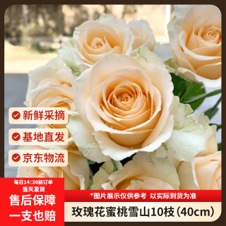 京东鲜花 玫瑰花 蜜桃雪山 10枝 香槟色