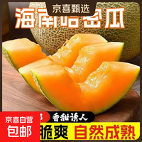 海南哈密瓜 脆甜多汁软糯香甜蜜西州密瓜 新鲜采摘应季生鲜水果 海南哈密瓜带箱5-6斤(2-3个)