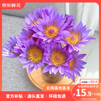 京东鲜花 10枝紫色睡莲水养插花花束