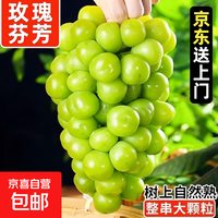 JD 阳光玫瑰葡萄  精品果 带箱4斤礼箱装