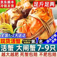 清爵 网兜大闸蟹 1.2-1.5两 1斤 7-9只