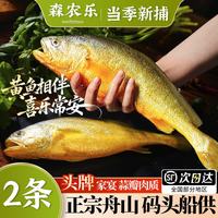 森农乐 舟山大黄鱼礼盒深海黄花鱼生鲜鲜活冷冻冰鲜水产海鲜过节礼包商用 2条无礼盒