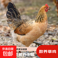 京东自营 高品质林间散养草鸡 2.5斤±0.1斤