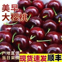 大口七八 大连樱桃美早大樱桃新鲜水果樱桃生鲜国产车厘子山东顺丰包邮