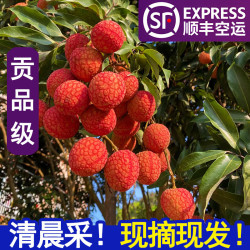 壹心壹烘焙 YiSemYi新鲜荔枝白糖罂妃子笑桂味挂绿糯米糍仙进奉广东茂名高州次日达