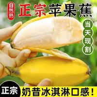 千园九味 广西苹果蕉 新鲜香蕉小米蕉现摘水果粉蕉应季生鲜整箱 青果发出-净重4.5斤苹果蕉