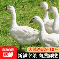 农家散养大白鹅 冷冻鹅肉嫩鹅土鹅大鹅生鲜整只卤鹅原料 大鹅9-10斤