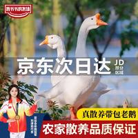 鲁爷爷的农场 清真散养仔鹅新鲜大白鹅放养现杀生鹅肉冷冻嫩鹅白条鹅非老鹅 三年老鹅 2只装共11斤左右