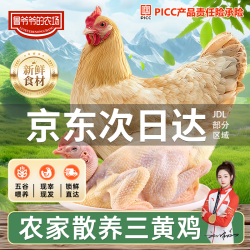 鲁爷爷的农场 清真三黄鸡农家散养正宗土鸡走地鸡童子鸡新鲜现杀冷链保鲜 现杀现发1只 净重1.5斤左右/只