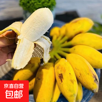 京喜加 广东徐闻苹果粉蕉应季水果新鲜现摘软糯香蕉 净重5-5.5斤装 青果发货