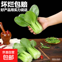 上海青新鲜小油菜 现摘青菜 鲜嫩小白菜 农家自种蔬菜 当季时令青 4斤