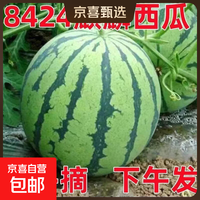 水果 麒麟 国产麒麟西瓜 5-6斤