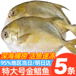 JD 猫鲜采特大金鲳鱼新鲜镜鱼扁鱼大鲳鱼金昌鱼生鲜海鲜水产鲜活冷冻海鱼类 特大5条
