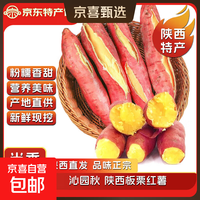 京喜自营-专用品牌 陕西 临潼板栗红薯黄心番薯 9斤 中大果