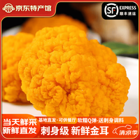 Chicken Sir 四川基地直发新鲜金耳菌 1kg