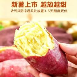 林大 秦薯5号板栗红薯 粉糯香甜 5斤装 （单果150g以上）