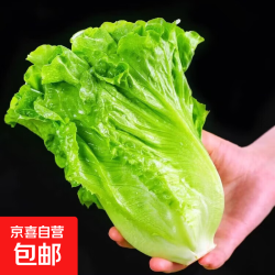 意大利生菜 新鲜生菜 5斤装（净重4.6斤）