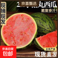 京喜自营-专用品牌 新鲜采摘2k小糖丸西瓜手撕薄皮脆甜西瓜整箱包邮 净果1-1.5斤装（1-2粒）