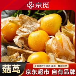 京觅 东北姑娘果 净重1斤装 灯笼果黄菇娘洋菇茑 新鲜水果 源头直发