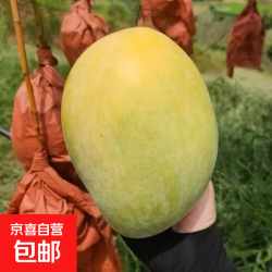 四川攀枝花凯特芒 青黄皮 新鲜正宗当季水果青现摘产地京东包邮 净重4.5斤 单果600g+｜
