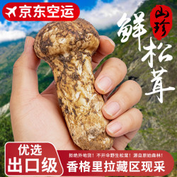 京鲜生 探鲜锋云南新鲜松茸净重1000g单个5-7cm空运出口级别源头直发包邮
