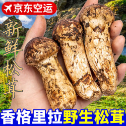 京鲜生 探鲜锋云南新鲜松茸净重500g单个9-12cm空运出口级别源头直发包邮