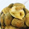 安峰山 丹东黄蚬子 鲜活无沙 2kg