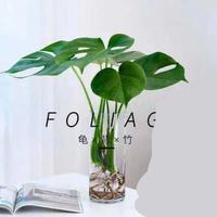 中梦 龟背竹 水培 50厘米3棵(20cm高圆柱玻璃)含盆 盆栽