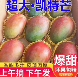 集南鲜 广西金煌芒 含箱5斤 400g+ 净重4.5斤