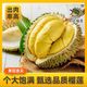 KBIN 泰国A级果金枕榴莲5-6斤 保四房保35%出肉率