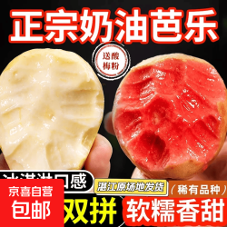 京喜自营-专用品牌 广东湛江奶油芭乐京东快递包邮 双拼芭乐 净重4.5斤