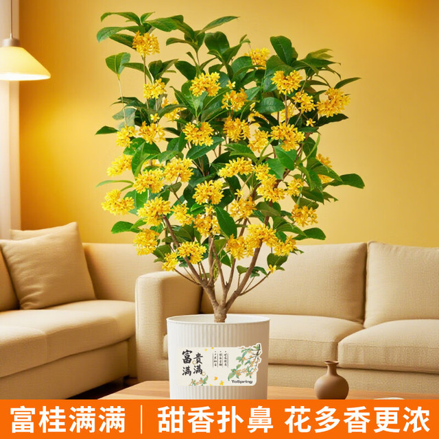 今日必买：京东鲜花 桂花盆栽