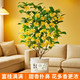京东鲜花 桂花盆栽