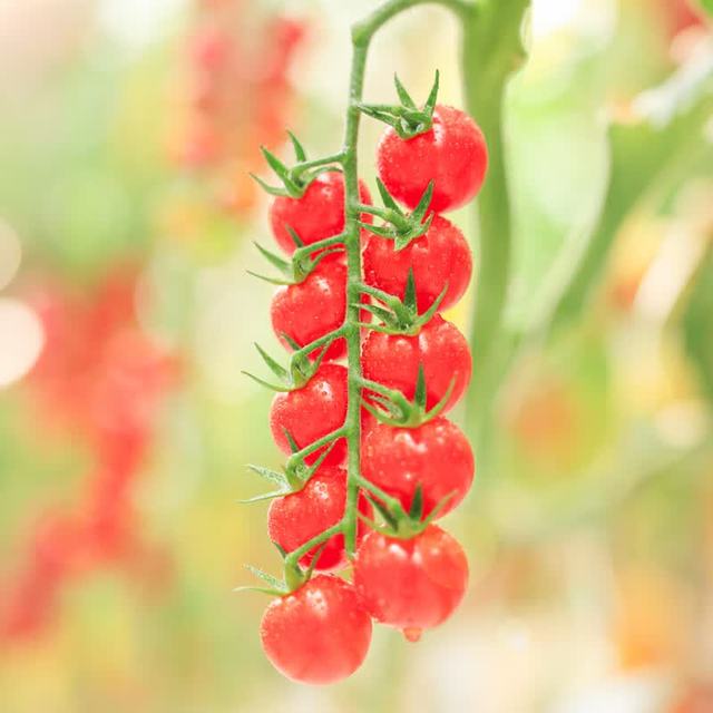 一颗大 京鲜生 一颗大玲珑串樱桃番茄 礼盒净重 850g