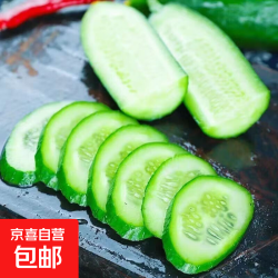 京喜加 无刺小黄瓜2斤带箱