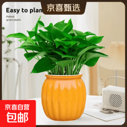 自吸水绿萝盆栽 含盆高度 20-25cm