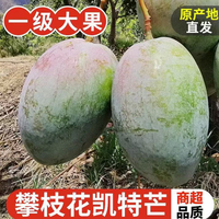果领队 正宗四川凯特芒 5斤【精选果-单果重400g+】净重4.5斤