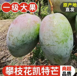 果领队 正宗四川凯特芒 5斤【精选果-单果重400g+】净重4.5斤