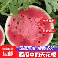 麒麟 国产8424美都西瓜 5-6斤