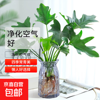 年宵花富贵竹龙鳞春羽精品春羽30-40cm+烟灰折纸瓶+水晶泥