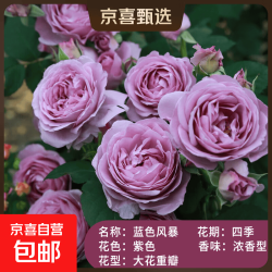 果汁阳台月季花苗四季开花卉盆栽绿植物室内花易活玫瑰带花苞庭院 蓝色阴雨 原盆冠25高35