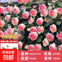 1.6米爬藤月季大苗蒂娜四季开花蔷薇基地直发 粉色龙沙宝石1.6米开花爆满 送种植说明书