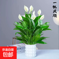 锦枫一帆风顺白掌盆栽室内绿植 白掌1盆8-10株+白色泡泡吸水塑料盆40-50高