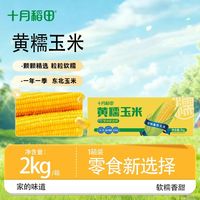 十月稻田 糯玉米棒 真空包装 东北粗粮