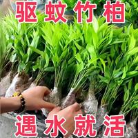 驱蚊竹柏 5棵