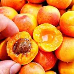 寻天果蔬 新疆小红杏 2.7kg 新鲜水果