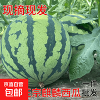 京东 麒麟西瓜之乡郭庙西瓜美都8424新鲜麒麟瓜头茬无籽西瓜孕妇水果 6-8斤