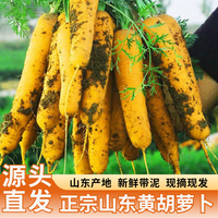 山东黄胡萝卜 带箱5斤